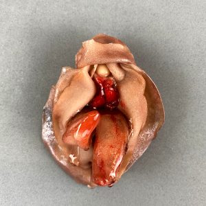 Broche Lengua